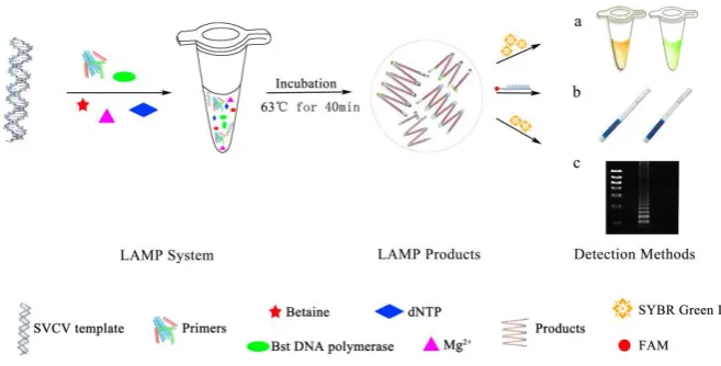 Figure 1. Schematic diagram of three terminal detection methods based on loop mediated isothermal amplification (LAMP) a