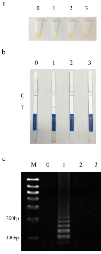 Figure 5. Specificity of SVCV-LAMP based on three terminal detection methods Lane 0: Negative control; Lane M：DNA ladder; lane 1: LAMP reaction with SVCV as template; lane 2: LAMP reaction with KHV as template; lane 3: LAMP reaction with GCRV template