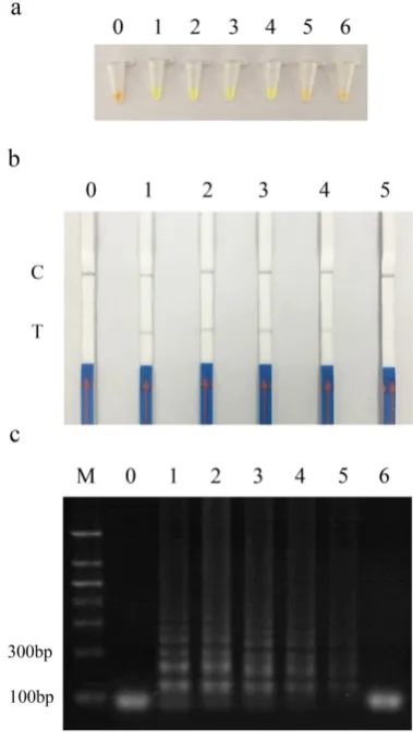 Figure 7. Fish samples detection Lane 0: Negative control; lane 1: Actual sample; Lane M：DNA ladder