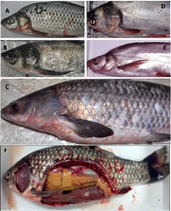 Figure 1.  Clinical signs in different kinds of fish infected with CyHV-2. External signs showed hemorrhages on the body surface, including fin bases, opercula, anterior abdominal and the anterior abdominal