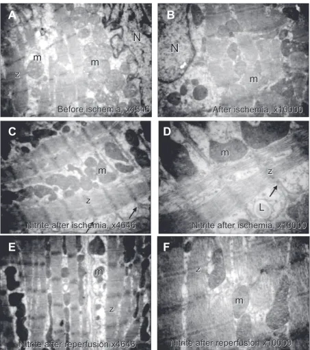 Fig. 7. In the control and nitrite groups electron micrographs, the nuclei (N) and the mitochondria (m) appear healthy in A
