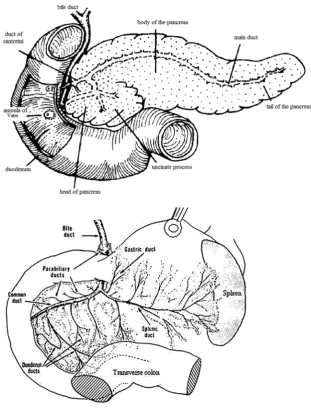 Fig. 1. The pancreas of a human (above) and a rodent (below)
