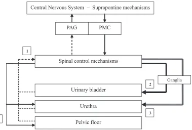 Fig. 1. Storage reflexes: During bladder filling, increasing afferent activity (the dotted line; 1) occurs