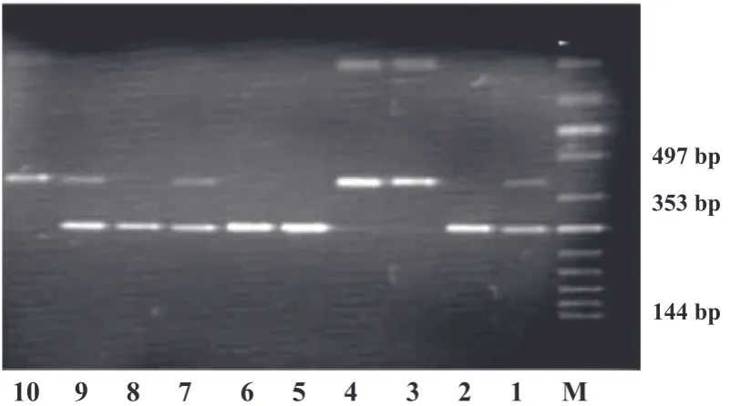 Fig. 2. Representative example of polymorphism 1187A < G TLR4 gene