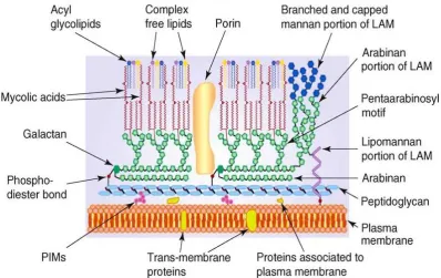 Figure 1.3: Schematic diagram of Mycobacterium showing the main components of 