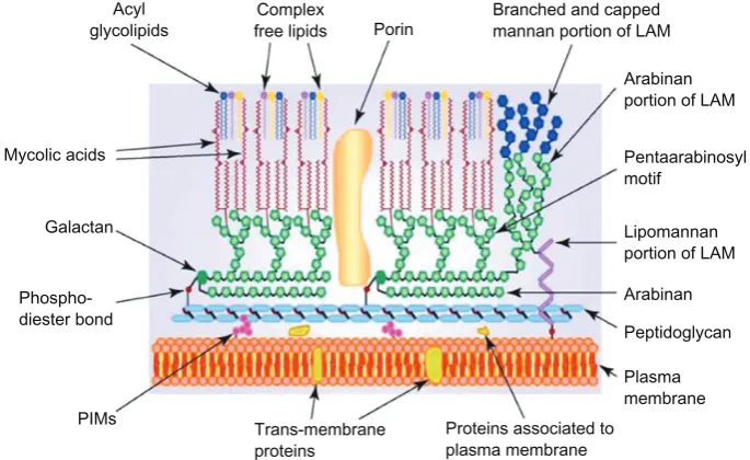 Figure 1. Schematic representation of Mycobacterium, showing the main components of the outer and inner layer of the cell wall.notes: The presence of mycolic acid in the complex of covalent-linked MA-AG-PG is a unique character for identification of the ge