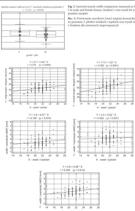 Fig. 5. Sartorial muscle width comparison measured at level 3 in male and female fetuses, Student’s t-test result for inde-pendent samples