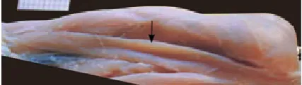 Fig. 9. Initial process of muscle bifurcation manifested by antrum presence