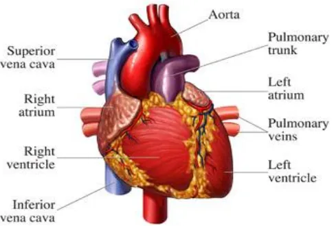 Figure 2.4: Human‟s Heart  