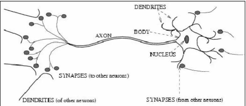 Figure 2.11: Schematic of a Biological Neuron    