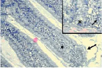 Fig. 5. Intestinal tissue sample from Group 3. Regular epithelial structure (arrow), reduced edema of the lamina propria (*), improved intestinal villi structure (* in inset) and occasional leukocytes (arrow in inset), HE, × 200 and × 400 magnification
