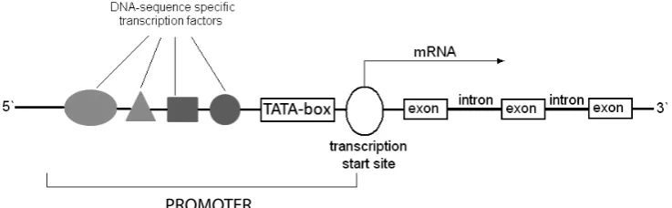 Fig. 1. Structure of the promoter and coding region of the gene