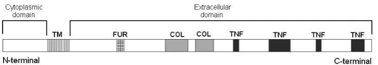 Fig. 2. Schematic drawing of ectodysplasin A protein showing domains and predicted protein motifs