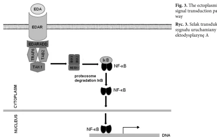 Fig. 3. The ectoplasmin signal transduction path-