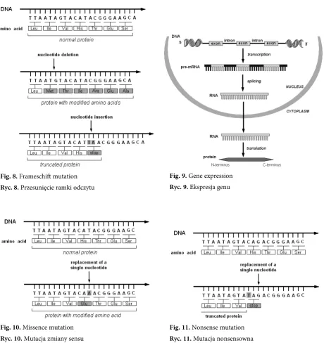 Fig. 11. Nonsense mutation