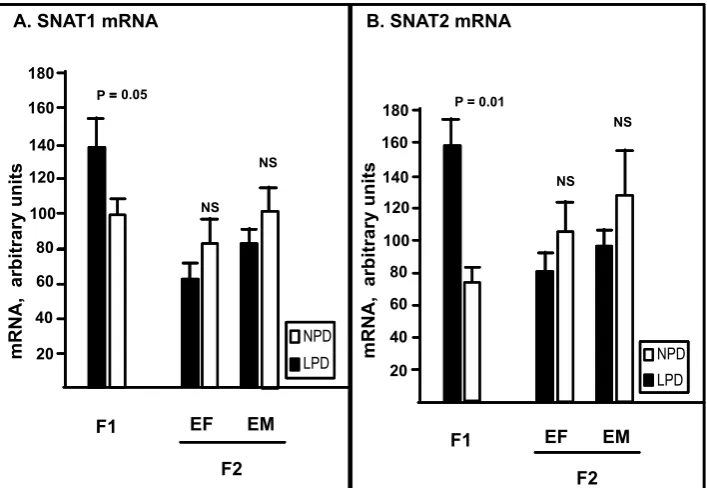 Fig. 1. Placental SysA isoform specific mRNA content determined by real time RT-PCR.  Panel A depicts steady-state mRNA content of SNAT1 and panel B for SNAT2 isoform (y-axis)
