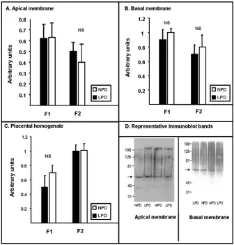 Fig. 2. Placental SNAT1 protein expression. Shown are the quantitative assessment of immunoblot bands determined by densitometry analysis from apical membranes (A), basal membranes (B), and placental homogenates (C)