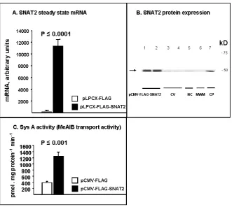 Fig. 3. SysA functional up-regulation by SNAT2-over-expression by transient transfection.strate) transport in cells treated with vector construct containing SNAT2 whole length coding sequence (solid black  Separate experiments were performed for mRNA by q-