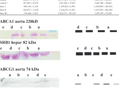 Table 3. Quantification of mRNA ABCA1, ABCG1, and SRB1 by RT-PCR.
