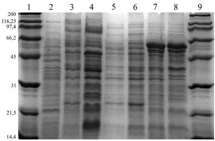 Fig. 1. The SDS-PAGE patterns of outer membrane proteins (OMPs). Lanes 1 and 9: SDS-PAGE Molecular Weight Standards (Broad Range) 161-0317 (Bio-Rad); Lane 2: OMPs isolated from K
