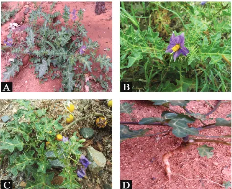 Figure 1. Solanum surattense: (A) habitat, (B) flowering, (C) matured plant with ripened fruits, and (D) root system.
