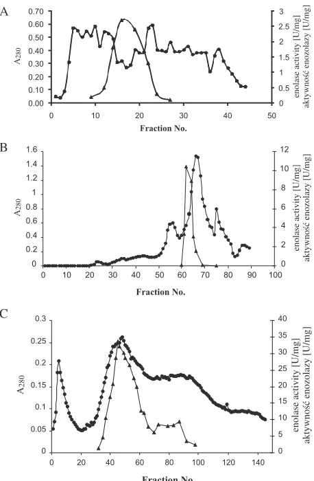 Fig. 4. SDS−PAGE analysis of bacterial enolase after preparative electrophoresis; lane4) 8−QAE−Sephadex stepRyc