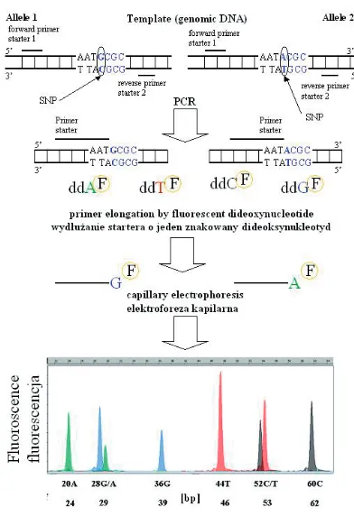 Fig. 4. Pyrosequencing. dCTP, dTTP, dATP –deoxynucleotide triphosphates, PPi – pyrophosphate,Pi – phosphate, APS – adenosine−5’−phosphosulfate,ATP – Adenosine triphosphate