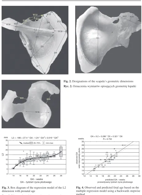 Fig. 4. Observed and predicted fetal age based on themultiple regression model using a backwards stepwisemethod