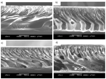 Figure 3  Cross section SEM image of PSf/PEG at different PEG concentration (a) 0.5 wt%, (b) 1 wt%, (c) 3 wt% and (d) 5 wt% 