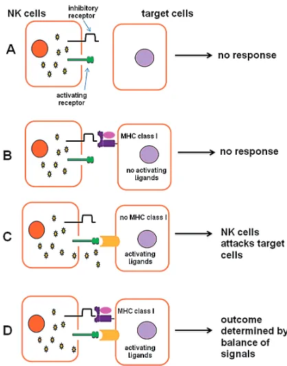 Fig. 1. Inhibitory and activating signals which deter−mine NK cell cytotoxicity (adapted from [2])
