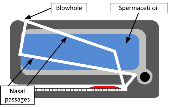 Figure 2.4: Schematic diagram of a sperm whale's head 