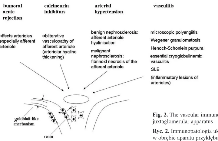 Fig. 2. The vascular immune pathology of the 
