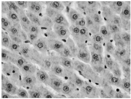 Fig. 5. Oxidized oil