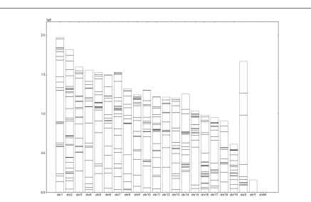 Fig 4. The distribution of regions along genome  The bars represent the chromosomes and the horizontal lines represent the genomic regions