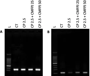 Table 1. Effect of CMFPJ on CP induced irregular PCE in mice bone marrow.