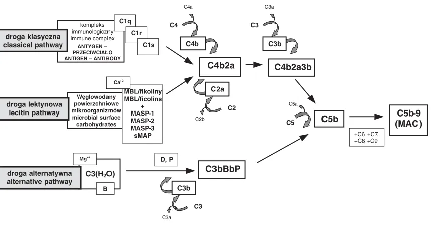 Fig. 1. The complement activation pathways