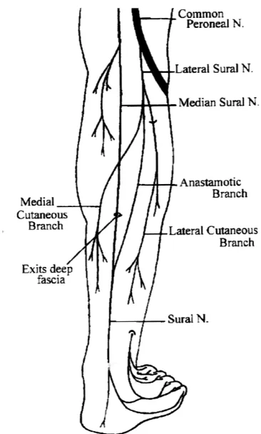 Fig. 3. Anatomy of the sural nerve: course of the suralnerve [2]