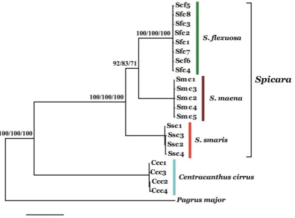 Figure 3.  Maximum likelihood tree of the partial 16S rRNA gene sequences of three picarel species