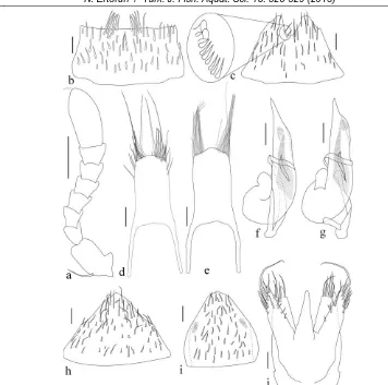 Figure 1.  H. granulum: a, antenna; b, sternite V male; c, sternite VI male; d-e, sternite VII male; f, aedeagus (lateral); g, aedeagus (dorso-lateral); h, sternite VI female; i, tergit VI female; j, sternite VII female