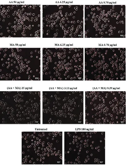 Figure 3. The morphological changes of macrophage cells (J774A.1) after treatment with individual and combination of asiatic acid (AA) and madecassoside (MA) for 2 hours when compared to untreated group.