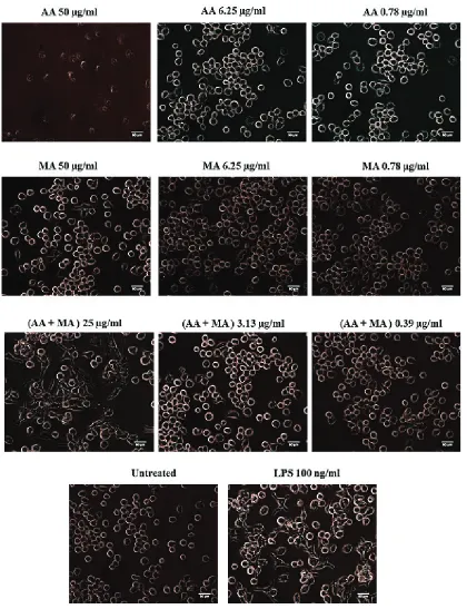 Figure 4. The morphological changes of macrophage cells (J774A.1) after treatment with individual and combination of asiatic acid (AA) and madecassoside (MA) for 24 hours when compared to untreated group