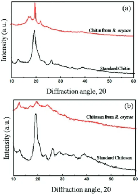 Table 3 provides the % values for the anti-oxidant activity of chitosan in terms of DPPH scavenging activity