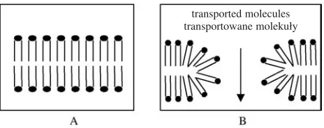 Fig. 1. A continuous lipid membrane (A) developsa conducting hydrophilic electropore when the mem−brane is exposed to a sufficiently high electric field (B)
