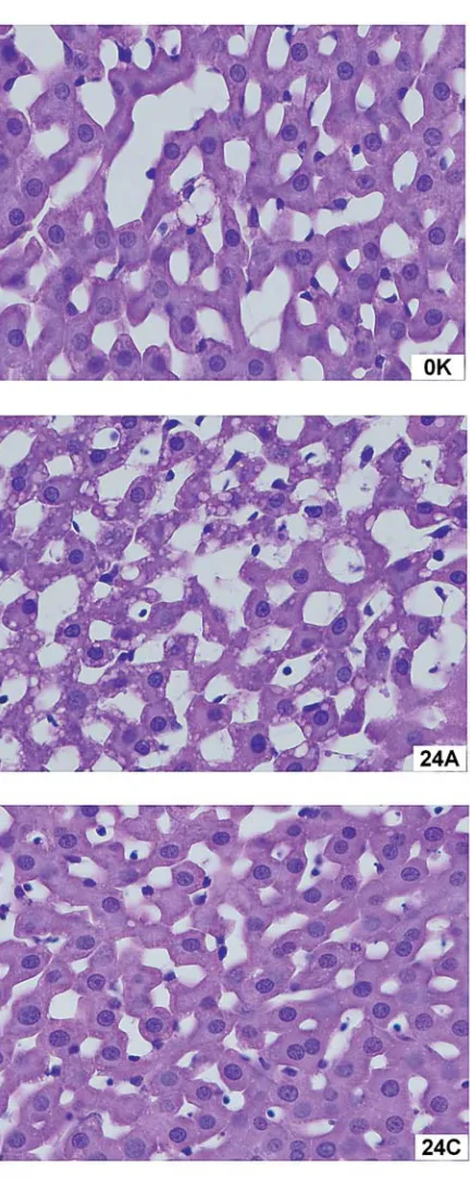 Fig. 6. Light microscopy of eosin/hematoxylin−stained liver sections in all experimental groups of livers (as describedin Fig