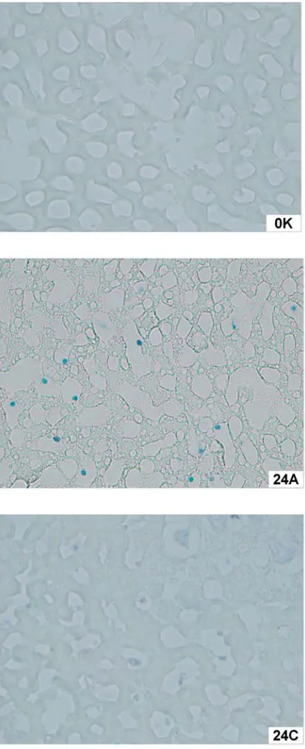 Fig. 7. Light microscopy of eosin/hematoxylin−unstained liver sections in all experimental groups of livers (asdescribed in Fig