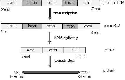 Fig. 1. The structure of a gene and gene expression