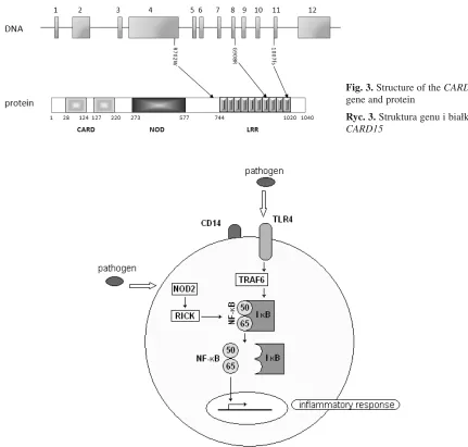 Fig. 3. Structure of the CARD15