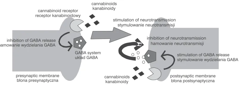Fig. 1. Cannabinoid receptors [3]