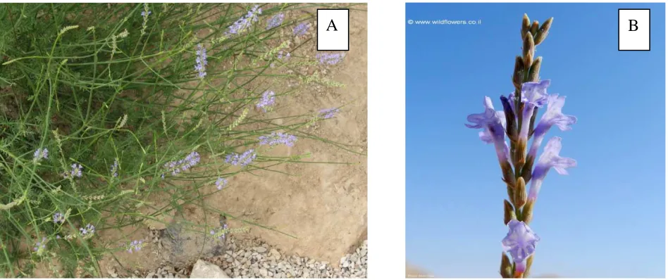 Figure 1:  Lavandula coronopifolia A Aerial parts  B Flowers 