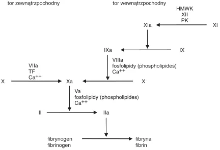 Fig. 1. Classic model of coagulation cascade